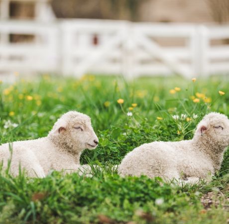 Lambs in the flowers and grass
