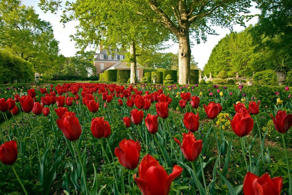 Red Tulips in the Governors Palace
