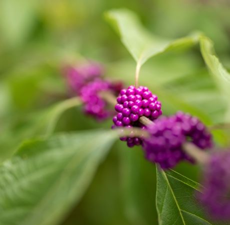 Purple-berries-on-the-gold-course